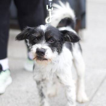 Cetus -  Terrier and Mixed Breed Dog for Adoption in New York, New York - Cetus | PetCurious