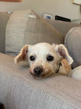 Poodle Dogs Available for Adoption in College Station, Texas - Rita | PetCurious