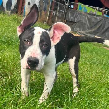 Foster Raisin -  Pit Bull Terrier Dog for Adoption in Oswego, Illinois - Foster Raisin | PetCurious