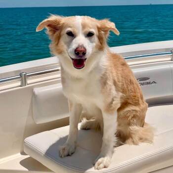 Angel -  Mixed Breed Dog for Adoption in Houston, Texas - Angel | PetCurious