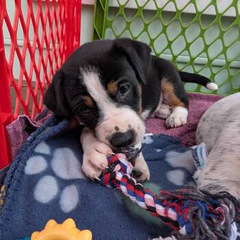 Mixed Breed and Australian Cattle Dog Blue Heeler Dogs Available for Adoption in Raleigh, North Carolina - Loaf | PetCurious