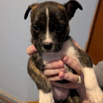 Slinky -  Mixed Breed Dog for Adoption in Wichita, Kansas - Slinky | PetCurious