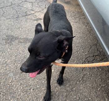 Rescue Shepherd and Labrador Retriever Dogs for Adoption in Ellijay, Georgia - Anubis | PetCurious