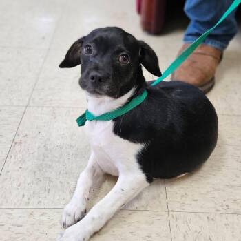 Ms. Puff -  Boston Terrier and Chihuahua Dog Available for Adoption in Charlottesville, Virginia - Ms. Puff | PetCurious
