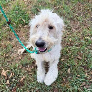 Oakley -  Standard Poodle and Golden Retriever Dog for Adoption in Montgomery, Texas - Oakley | PetCurious