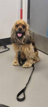 Tupac -  English Cocker Spaniel and Mixed Breed Dog for Adoption in West Chester, Pennsylvania - Tupac | PetCurious