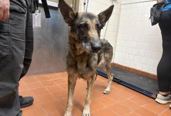 German Shepherd Dog Dogs Available for Adoption - GRETA | PetCurious