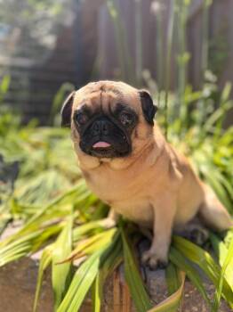Suzie -  Pug Dog for Adoption in North Freedom, Wisconsin - Suzie | PetCurious