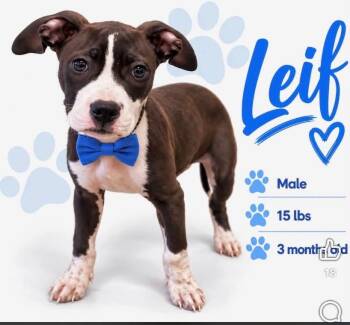 Leif (Bev-Fostered in New England) -  American Staffordshire Terrier Dog for Adoption in Brighton, Tennessee - Leif (Bev-Fostered In New England) | PetCurious