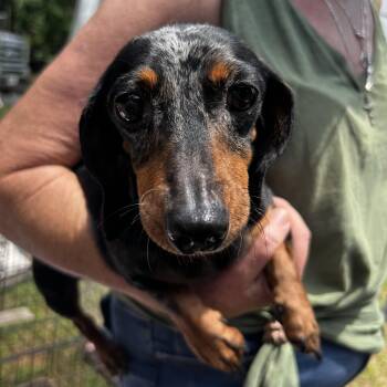 Turtle -  Dachshund Dog for Adoption in Blue Springs, Missouri - Turtle | PetCurious