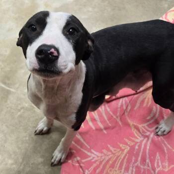 Boo-092408U -  Mixed Breed and Black Labrador Retriever Dog for Adoption in Tupelo, Mississippi - Boo-092408U | PetCurious