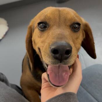 Beagle Dogs Available for Adoption in Roanoke, Virginia - Elias | PetCurious