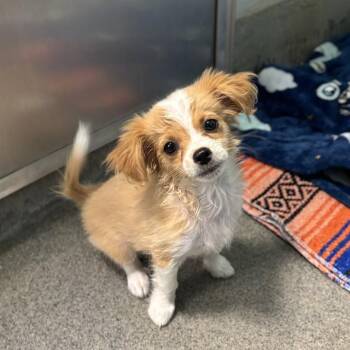 LOU -  Chihuahua and Mixed Breed Dog for Adoption - LOU | PetCurious