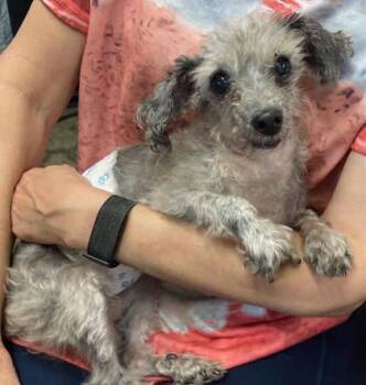 Matt -  Poodle Dog for Adoption in Yellville, Arkansas - Matt | PetCurious
