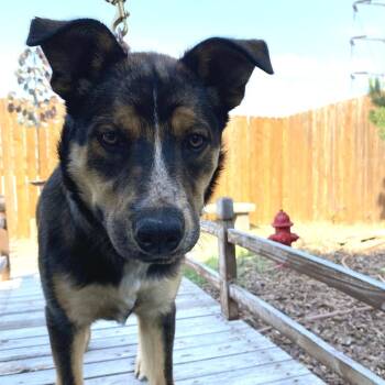 Louis de Pointe du Lac -  Mixed Breed Dog for Adoption in Cheyenne, Wyoming - Louis De Pointe Du Lac | PetCurious