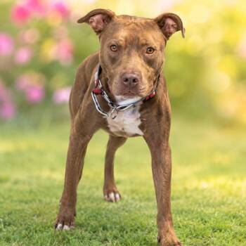 Ripple -  Pit Bull Terrier Dog for Adoption in East St. Louis, Illinois - Ripple | PetCurious