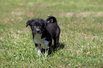 Mixed Breed Dogs Available for Adoption in West Chester, Pennsylvania - Butterfly | PetCurious