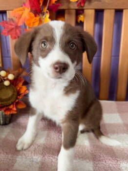 Rescue Australian Shepherd Dogs for Adoption in North Prairie, Wisconsin - **TERRENCE** | PetCurious