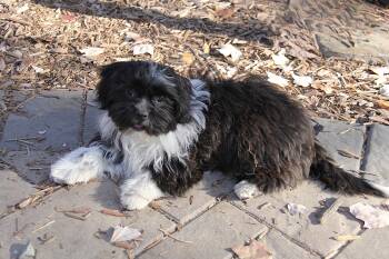 Rescue Havanese Dogs for Adoption in Monroe, North Carolina - Milo | PetCurious