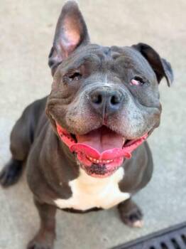 Grenadine -  Pit Bull Terrier Dog for Adoption in Chicago, Illinois - Grenadine | PetCurious