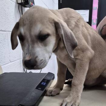 Waffles -  Mixed Breed Dog for Adoption in Ardmore, Oklahoma - Waffles | PetCurious