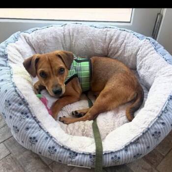 Teeter -  Chihuahua Dog for Adoption in Verona, New Jersey - Teeter | PetCurious