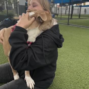 Suzy A2188646 -  Pit Bull Terrier Dog for Adoption in Los Angeles, California - Suzy A2188646 | PetCurious
