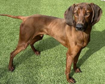 Redbone Coonhound Dogs Available for Adoption - Skipper | PetCurious