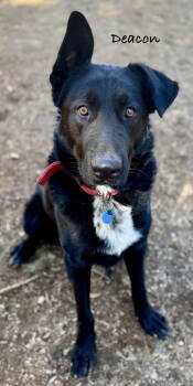 Rescue German Shepherd Dog Dogs for Adoption in Baltimore, Maryland - Deacon | PetCurious