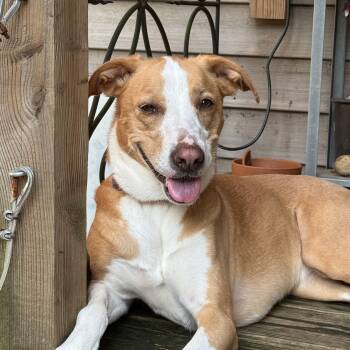 Colby -  Hound Dog for Adoption in Monroe, North Carolina - Colby | PetCurious