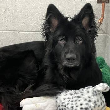 Shepherd Dogs Available for Adoption in Hilliard, Ohio - Otto | PetCurious