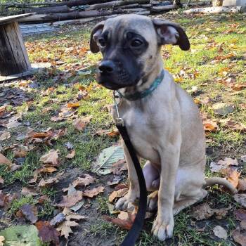 Rescue Cane Corso and Mastiff Dogs for Adoption in Toronto, Ontario - Blacken | PetCurious