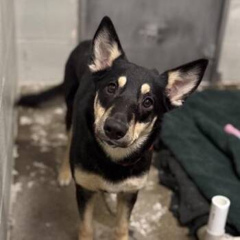 Sugar -  German Shepherd Dog Dog for Adoption in Sacramento, California - Sugar | PetCurious