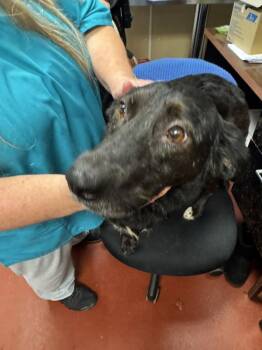 N2 - Calypso -  Spaniel Dog for Adoption in Salisbury, Maryland - N2 - Calypso | PetCurious