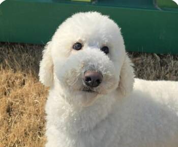 Poodle Dogs Available for Adoption - Terry | PetCurious