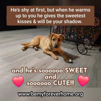 Labrador Retriever Dogs Available for Adoption in Plano, Texas - Freddie | PetCurious