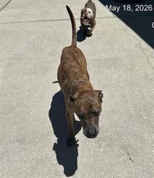 Boxer and Mixed Breed Dogs Available for Adoption in Ocala, Florida - TEX | PetCurious