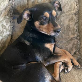 Uno -  Chihuahua Dog for Adoption in Yucaipa, California - Uno | PetCurious