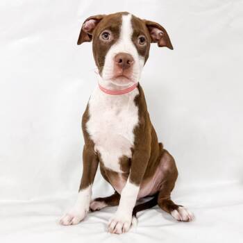 957 (2026) Logan -  Pit Bull Terrier and Mixed Breed Dog for Adoption in Parker, Colorado - 957 (2026) Logan | PetCurious