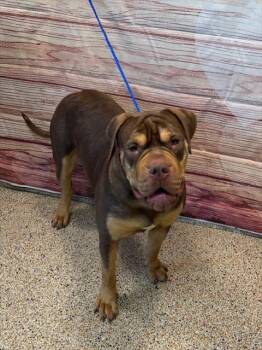 Shar Pei and American Bulldog Dogs Available for Adoption - SCRAPPY | PetCurious