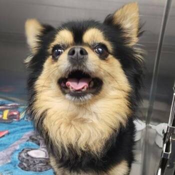 Adler -  Pomeranian Dog for Adoption in Orland Hills, Illinois - Adler | PetCurious