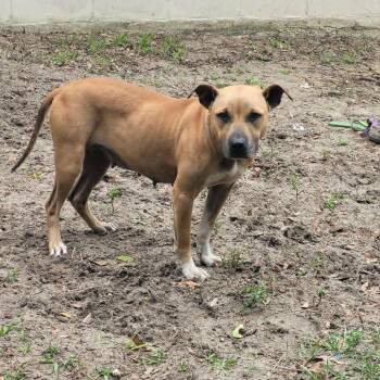 Mixed Breed Dogs Available for Adoption in Umatilla, Florida - Fiona | PetCurious