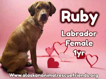Labrador Retriever Dogs Available for Adoption - Ruby | PetCurious