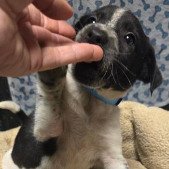 Mixed Breed Dogs Available for Adoption - Speckle | PetCurious