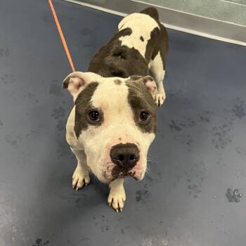 Sparkles -  Pit Bull Terrier Dog for Adoption in Greensboro, North Carolina - Sparkles | PetCurious