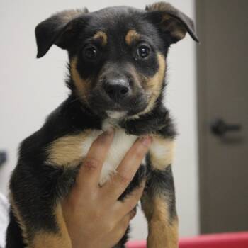 Rescue Retriever Dogs for Adoption in Cleveland, Mississippi - Tweedle Dum | PetCurious