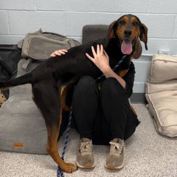 Siren -  Hound Dog for Adoption in East Hanover, New Jersey - Siren | PetCurious