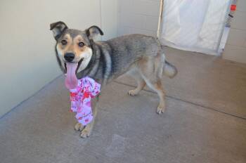 German Shepherd Dog Dogs Available for Adoption - Shelby | PetCurious