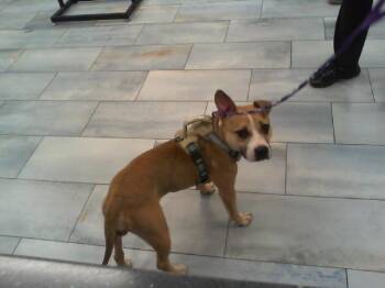 Pit Bull Terrier Dogs Available for Adoption in Charlotte, North Carolina - PICME | PetCurious