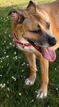 Tiana -  Shepherd Dog for Adoption in Kingman, Arizona - Tiana | PetCurious
